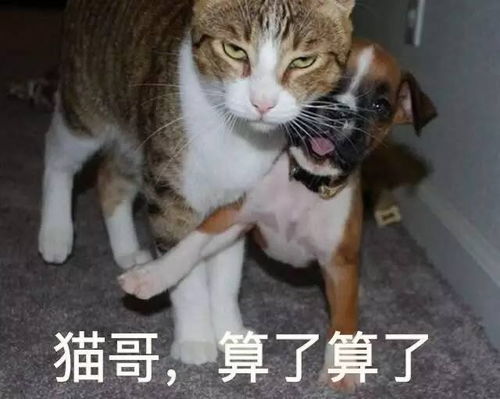  最新狗狗情侣风骚表情包撒狗粮情侣互撩表情包