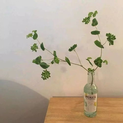 微信头像是花草表明了什