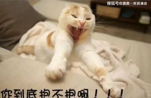 想吃小孩猫咪表情包偷吃