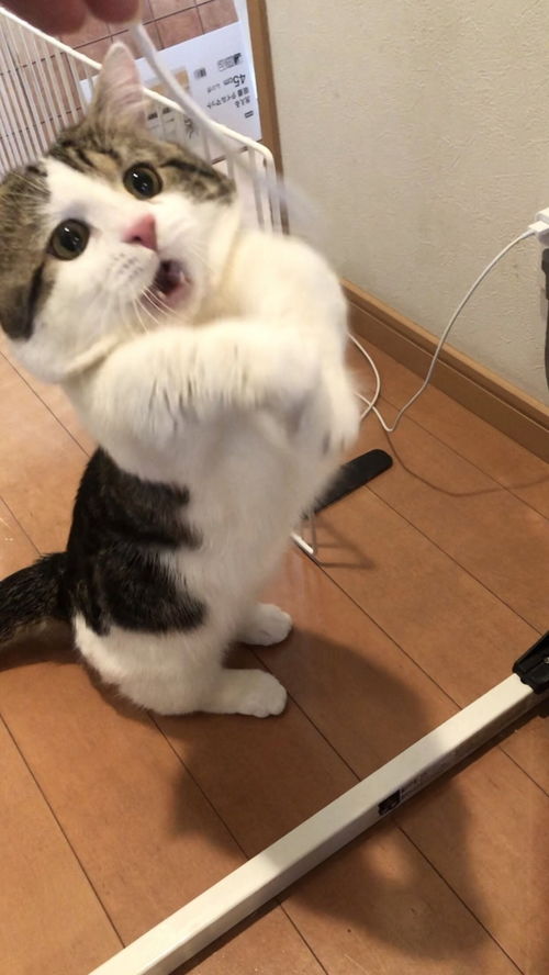 表情超丰富喵星人抓住逗猫棒前后的表情反差太萌了