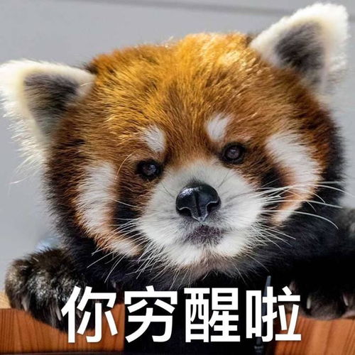 开心表情包无水印小熊猫