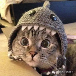 微信头像女士专用猫咪好