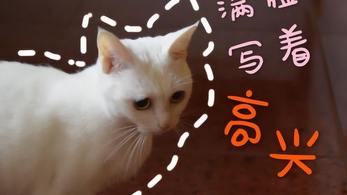 猫咪犯神经质的时刻,总是笑得铲屎官停不下来