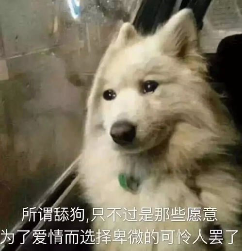 你舔的那个人,正在做别人的舔狗