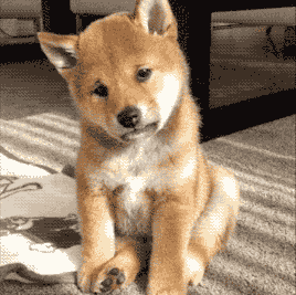 柴犬图片表情包gif很痛