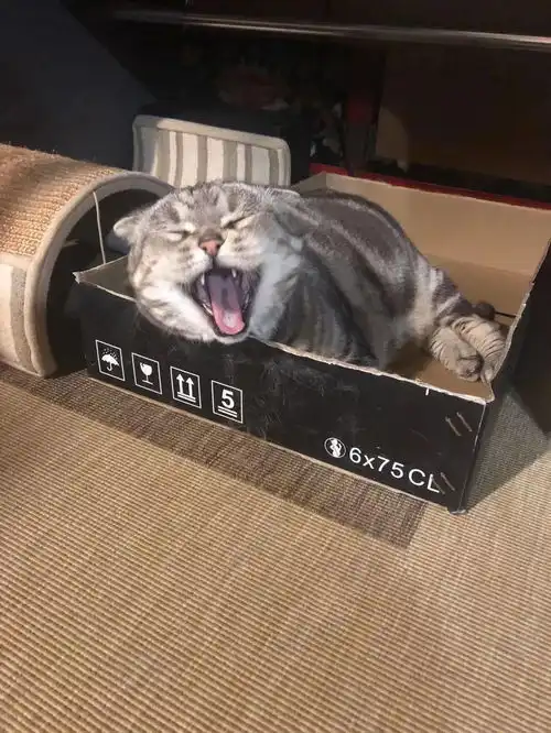  猫咪表情包什么是想吃小孩