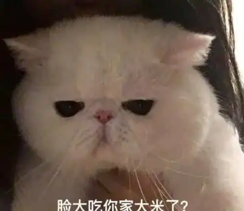  没猫的日子该怎么过啊铲屎官表示我要一直喜欢我的猫