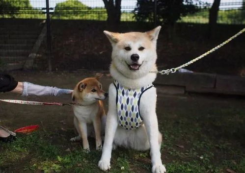 表情包是秋田还是柴犬鲤