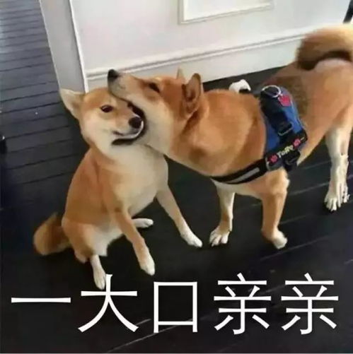 猫猫狗狗表情包表情包