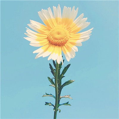 紫色微信头像简约干净唯