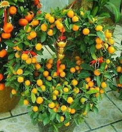  家里种这些植物最旺财