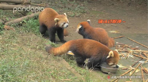  熊猫生活到底应该叫你小熊猫,还是小怂猫呢