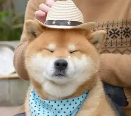  猫狗娘教你一眼辨柴犬,柴犬和土狗还是不一样的哦