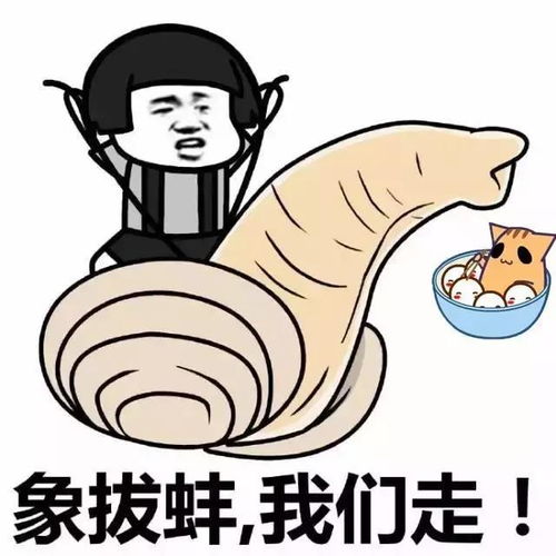  关于象拔蚌的那些事