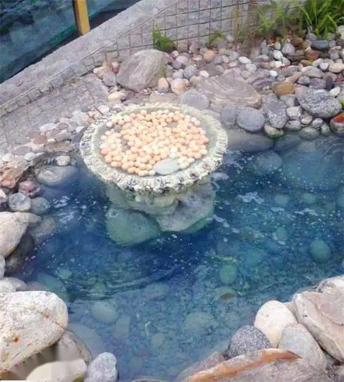 自然枫叶头像图片大全贡