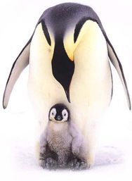  emperorpenguin皇企鹅