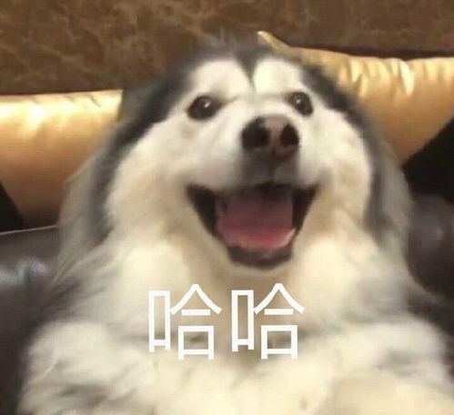 鼓足勇气表情包沙雕