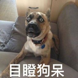 闭嘴的表情包一条狗闭嘴