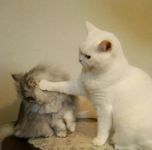  猫咪最欠揍的6个行为,第5个很多猫都有,宠主赶紧纠正