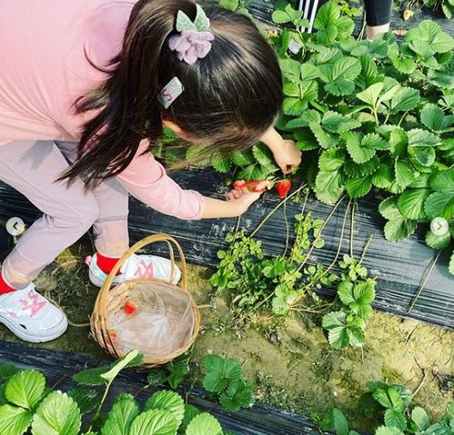  梁咏琪母女田间摘草莓5岁混血女儿颜值高