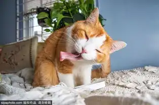 打滚表情包猫猫犯错