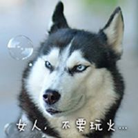  二哈表情包下载二哈表情包图片大全