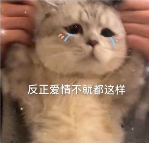 猫咪恶搞表情包沙雕
