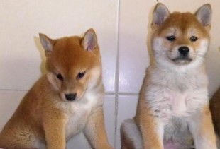 南京有哪里出售真正纯种的秋田幼犬南京哪里的秋田最好秋田多少钱能买到