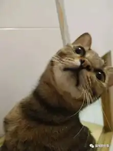  爱自拍的猫子,运气一般都不会太差