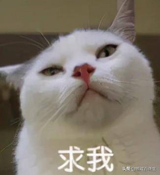  谈恋爱不如当铲屎官分享一波超疗愈放置宠物手游