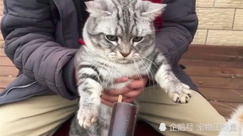  主人给猫咪喂零食,却被狗狗跑上来截胡,猫咪最后的表情太经典