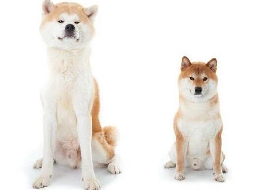  柴犬和秋田犬有什么区别哪个更适合养