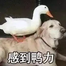 表情包鸭子是什么意思