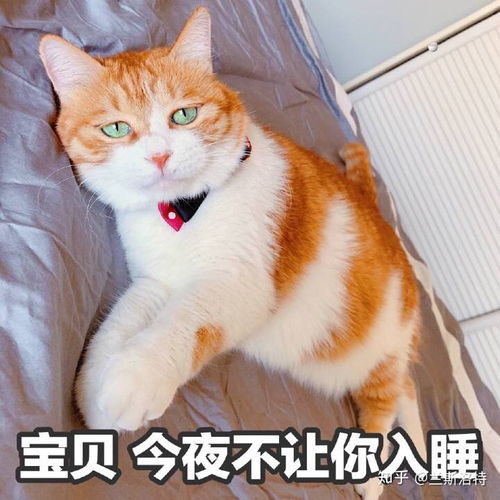  有哪些可爱的猫猫表情包