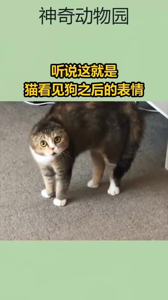 猫猫狗狗表情包重出