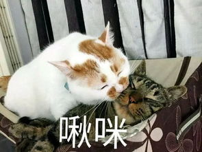  大家好,我是外贸牌刷卡机