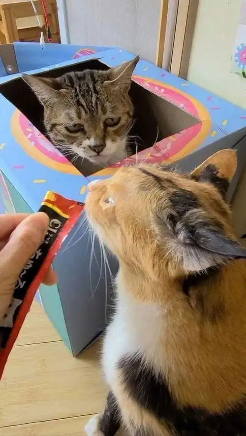  猫咪想吃营养膏,可是又舍不得出箱子