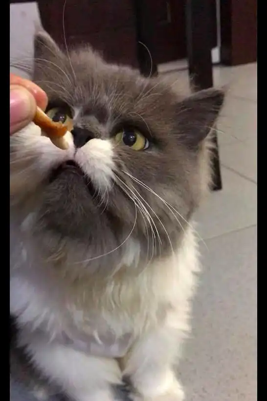  主人把零食给猫咪吃,没想到它一脸嫌弃扭过头去本宝宝不吃