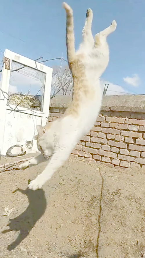  我们家的猫深藏不露,在我面前秀了一把鹞子翻身,以后每天小鱼干伺候着