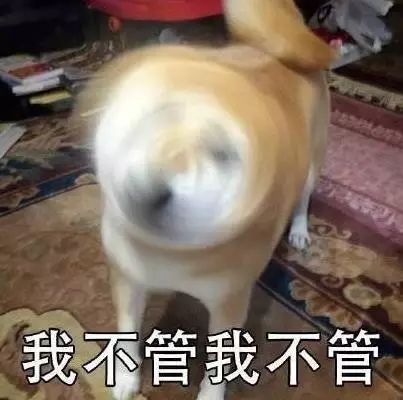 表情包是秋田还是柴犬表