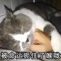  p图表情包
