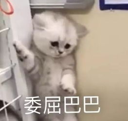 板凳表情包男朋友