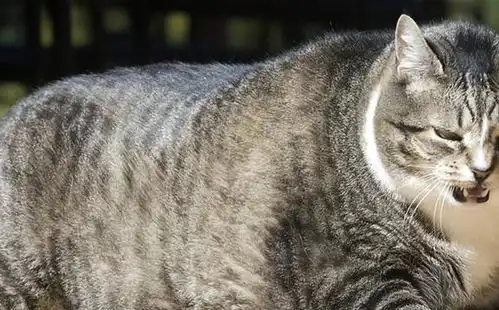  猫胖不是病,胖过了要猫命你家猫目前多少斤了