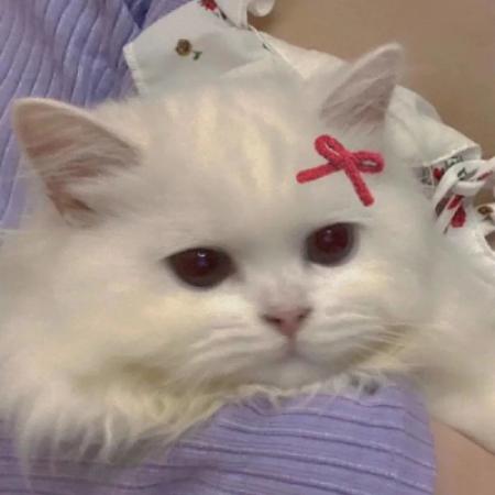  可爱小狗头像,快快成为这些狗狗的主人吧