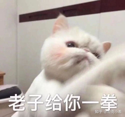  我在50平米的房子里养66只猫被邻居疯狂投诉我做错了什么丨坦克小希