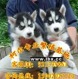  广州哪里有狗场广州哪里有卖纯种健康哈士奇雪橇犬