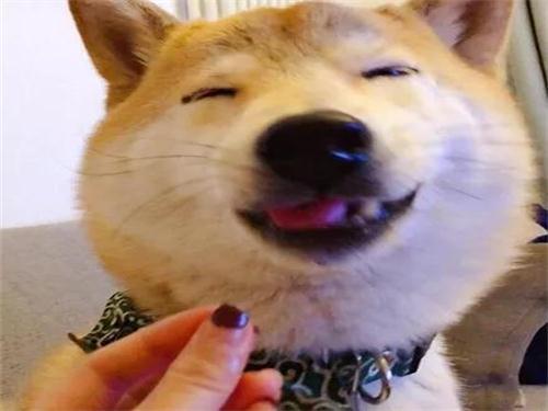  喂柴犬吃空气,这货一脸满足,网友竟勾起了我的食欲