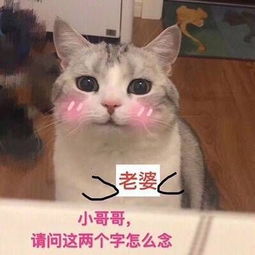  520小猪佩奇我配你,土味情话只为你