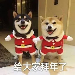  新年到拜年表情包走起