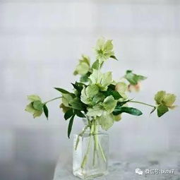  2017微信头像花草,那些花儿